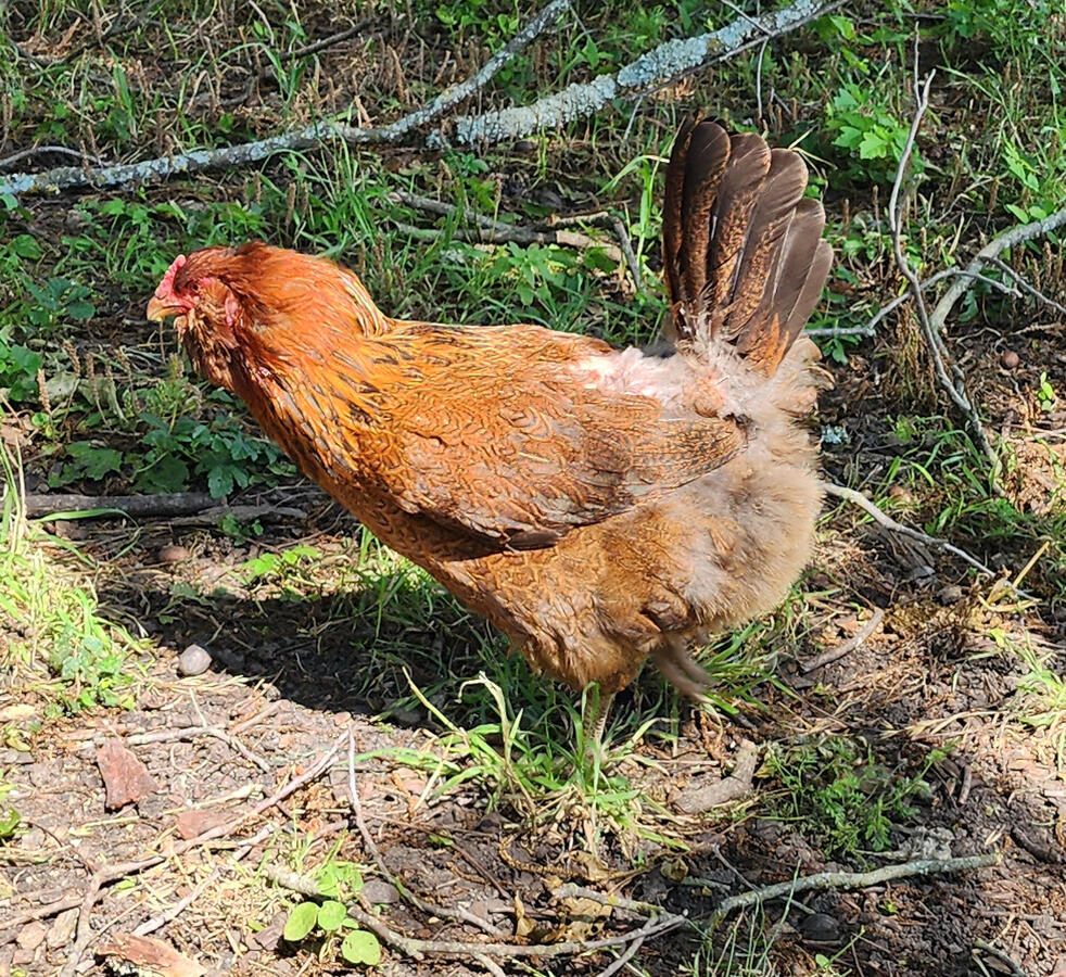 Miss Orange is one of our easter eggers. Runs around with Miss Red and Pepper.