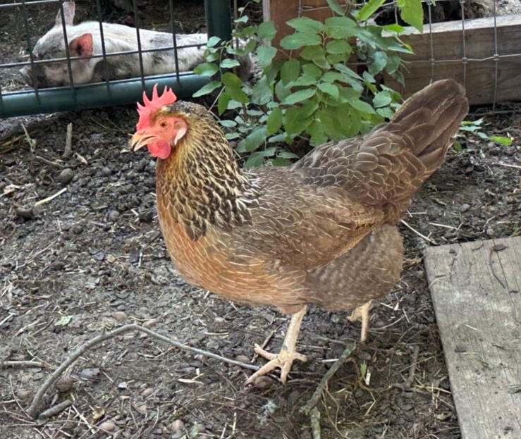 Hazel mourns the loss of her twin sister, Bedhead.