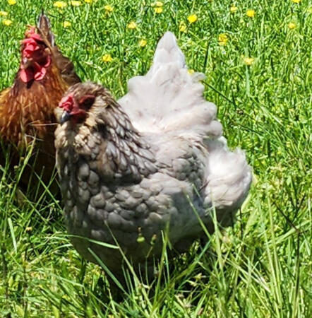 Sweet Gandalf is one of our larger gals, yet she’s often picked on by the others. She’s a gentle giant, and has large green/blue eggs.