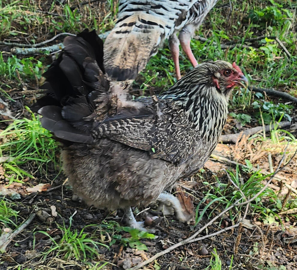 Dutch is our little Hot Rod. Her favorite egg laying spot is in our shell of a ‘67 Firebird. She dreams of restoring it and riding around town. She is a green egg layer.