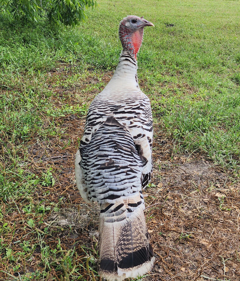 Derp is a beautifully feathered heritage breed turkey. She likes to nest under one of our Bois D'Arc trees, and lay large white eggs with speckles. She earned her name by being a silly girl, who fell in love with one of our guardian dogs, CoCo