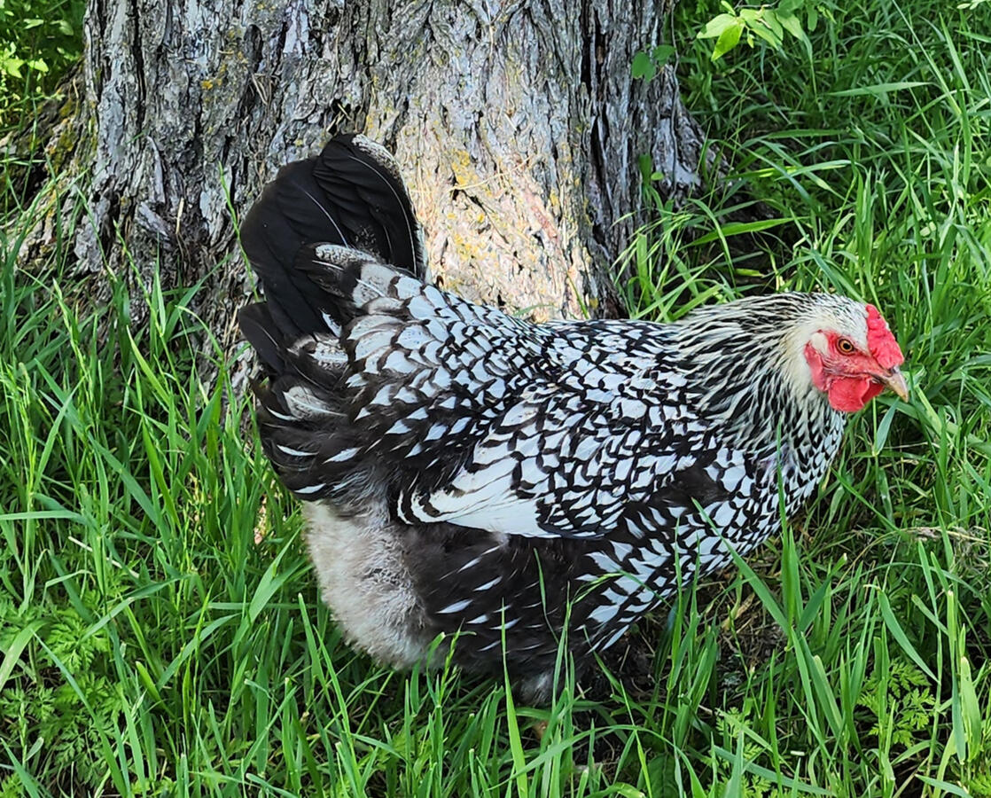 Joy is a wynodette sisters. At dusk, look for her to be the last in the coop, fighting for freedom till her last breath.