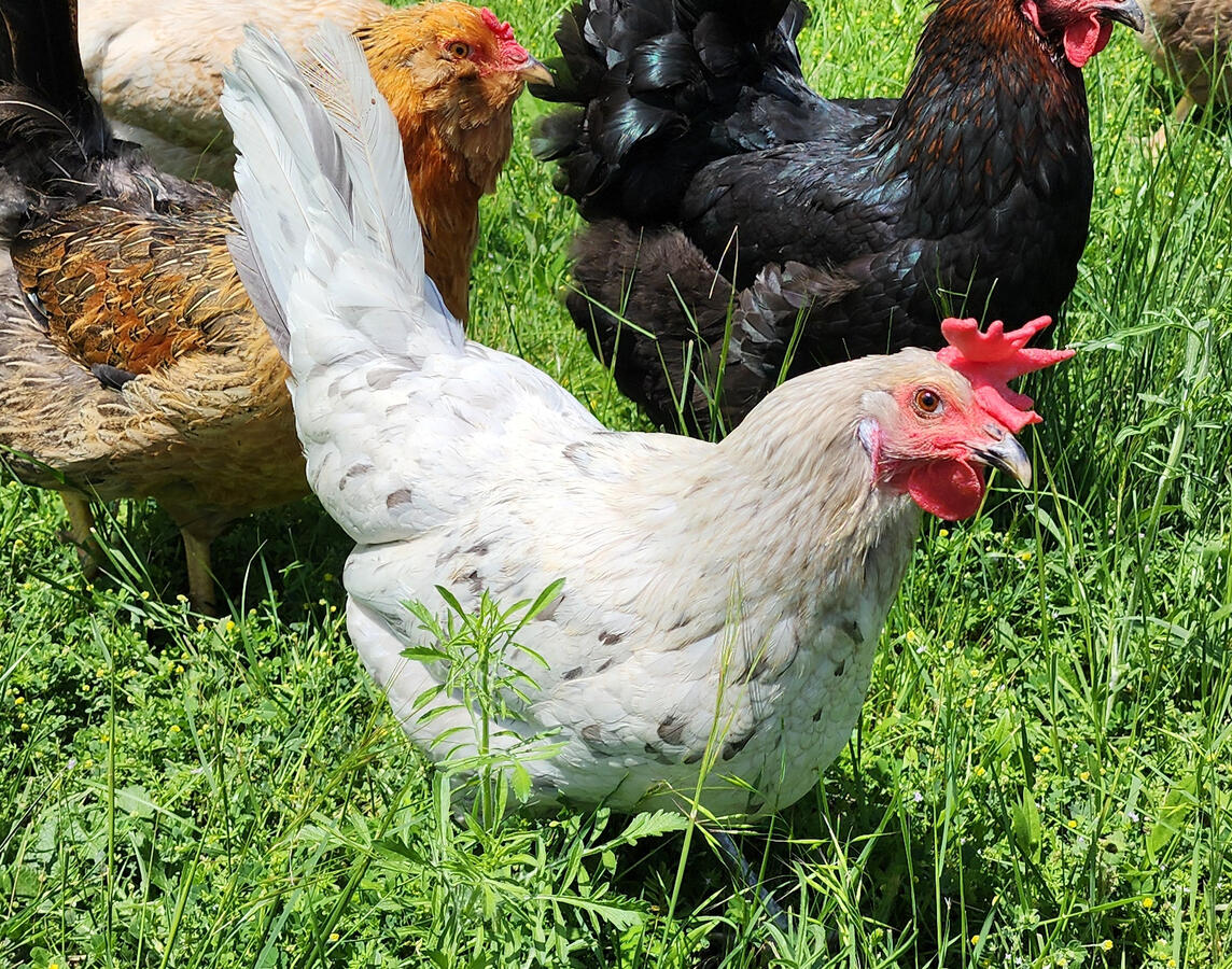 Dove is the protector. She’s slim, but a fighter. She takes on the turkeys, twice her size. Watch out for this tiny fireball. Our one white egg layer.